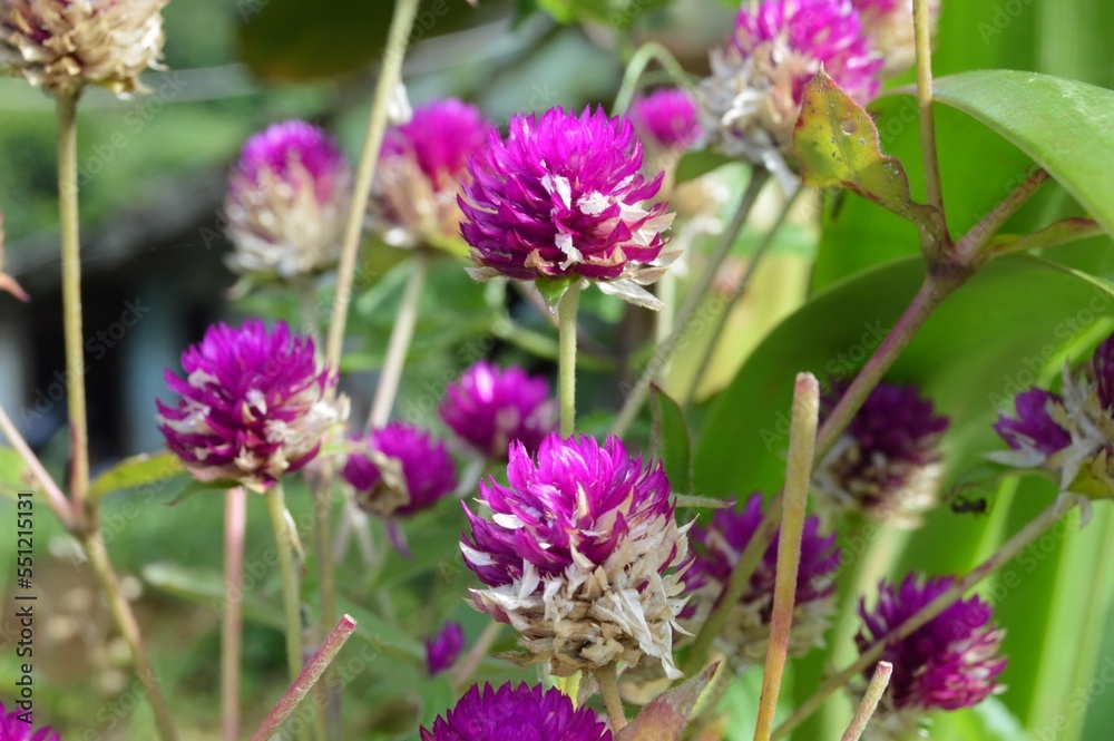 Megamendung, Bogor, Indonesia – October 30, 2022: Gomphrena Globosa, Commonly Known As Globe Amaranth, With Selected Focus. Megamendung, Bogor, Indonesia – October 30, 2022: Gomphrena Globosa, Commonly Known As Globe Amaranth, With Selected Focus.