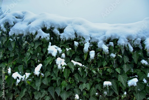 White snow lies in a small layer on the branches. 