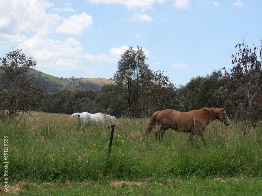 Fototapeta premium Paint horse, stock horse and nature.