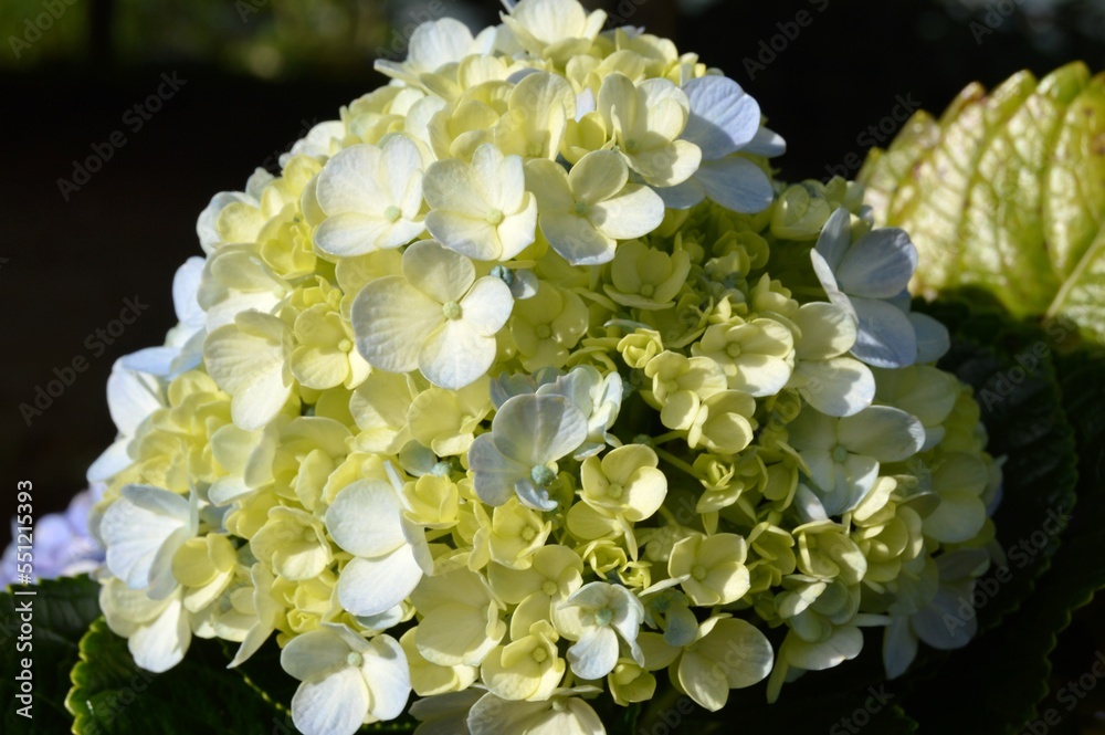 Megamendung, Bogor, Indonesia – October 30, 2022: Hydrangea Macrophylla Common Names Include Bigleaf Hydrangea, French Hydrangea, Lacecap Hydrangea, Mophead Hydrangea, Penny Mac And Hortensia Megamendung, Bogor, Indonesia – October 30, 2022: Hydrangea Macrophylla Common Names Include Bigleaf Hydrangea, French Hydrangea, Lacecap Hydrangea, Mophead Hydrangea, Penny Mac And Hortensia