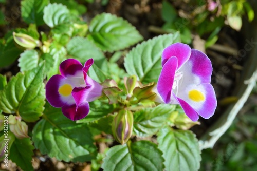 Megamendung, Bogor, Indonesia – October 30, 2022: Torenia Fournieri, The Bluewings Or Wishbone Flower, With Selected Focus. photo