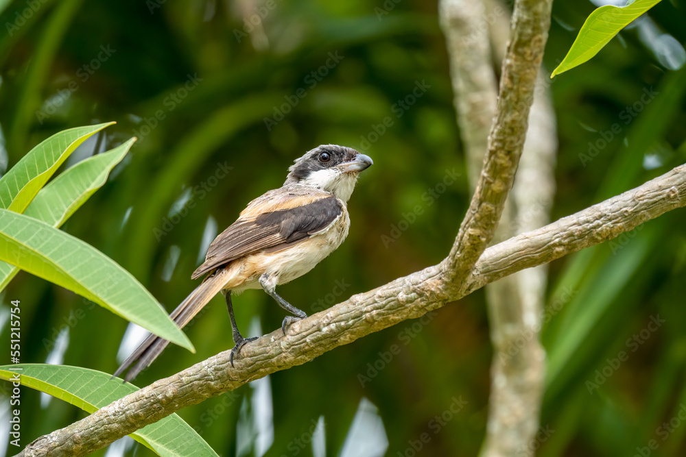 Close-up of a Long-tailed shrike sitting on a branch Close-up of a Long-tailed shrike sitting on a branch