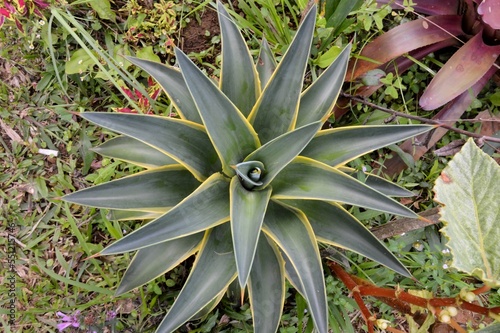 Megamendung, Bogor, Indonesia – October 30, 2022: Agave Now Includes Species Formerly Placed In A Number Of Other Genera, Such As Manfreda, ×Mangave, Polianthes And Prochnyanthes. photo