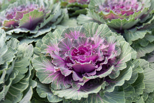 Purple ornamental cabbage.