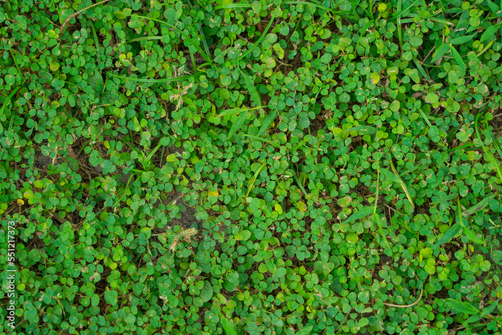 Top view of green grass with small white flowers background texture Top view of green grass with small white flowers background texture