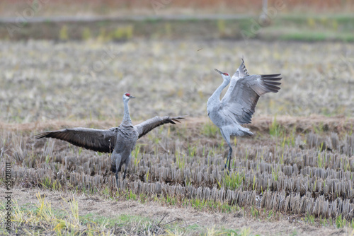 Pair of sandhill cranes dancing © 雅文 大石