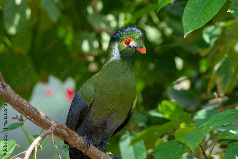 Obraz premium A white-cheeked turaco (Menelikornis leucotis) perched in a tree in the rainforest.