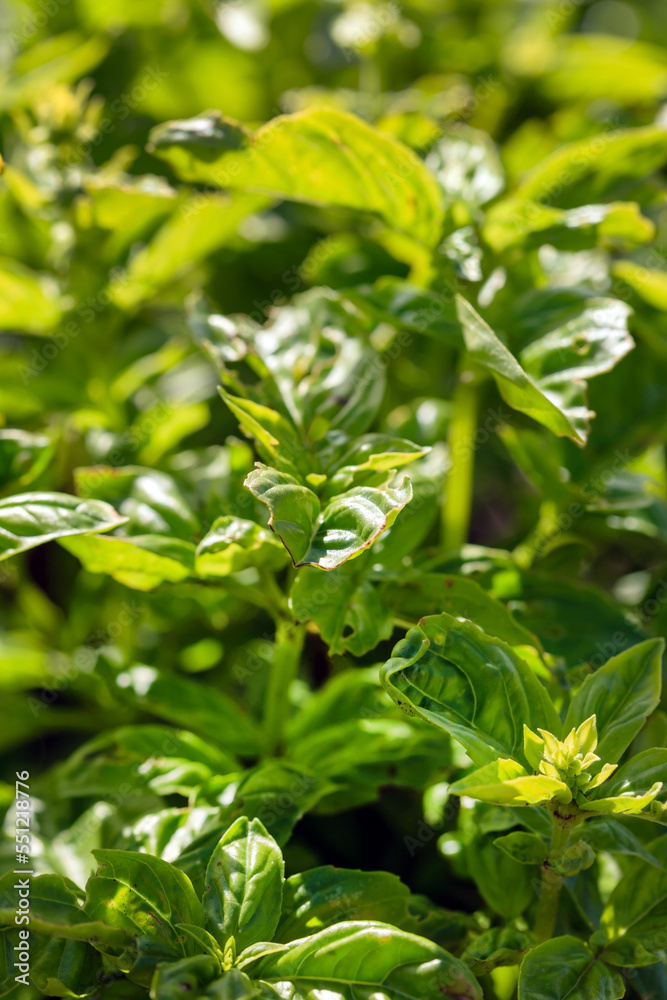 fresh basil in the garden fresh basil in the garden