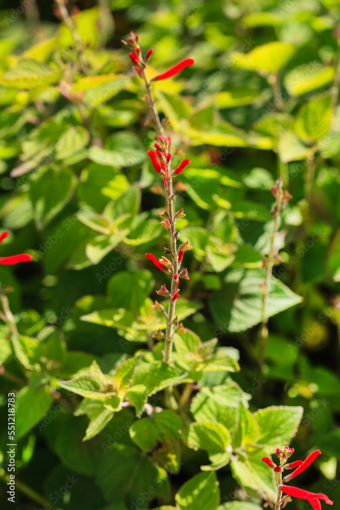 Pineapple sage Ananas red flowers - Latin name - Salvia elegans Ananas Pineapple sage Ananas red flowers - Latin name - Salvia elegans Ananas