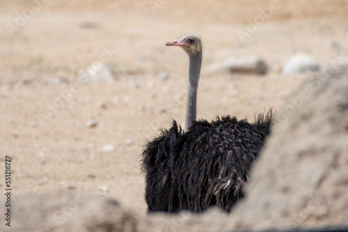 Somali ostrich (Struthio molybdophanes), also known as the blue-necked ostrich in the desert. photo