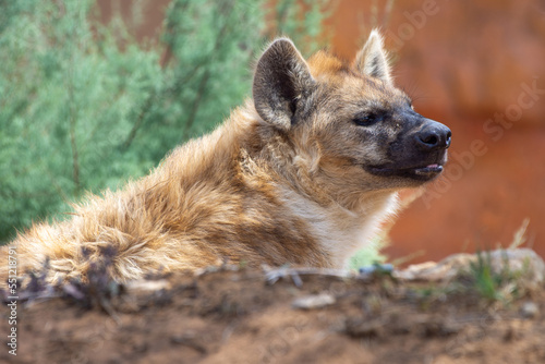 A spotted Hyena (Crocuta crocuta) resting in the african desert.