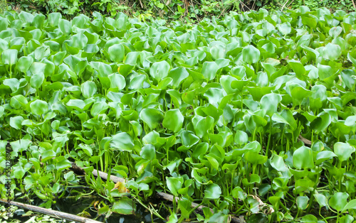 Common water hyacinth Plant, taken from the close-up angle
