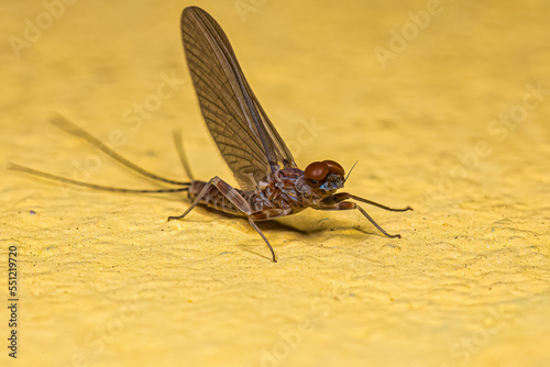 Adult Male Prong-gilled Mayfly photo