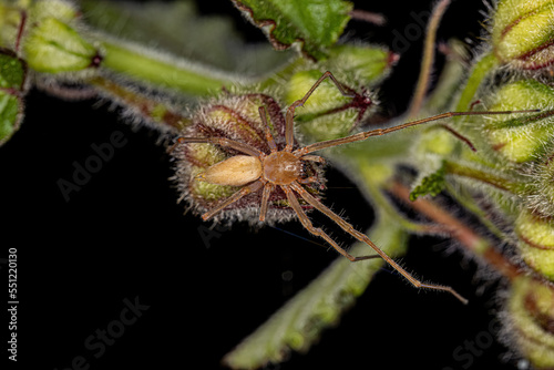 Adult Longlegged Sac Spider photo