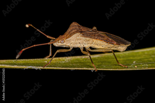 Adult Leaf-footed Bug photo