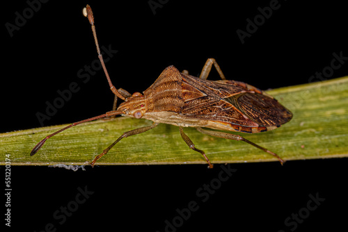 Adult Leaf-footed Bug photo