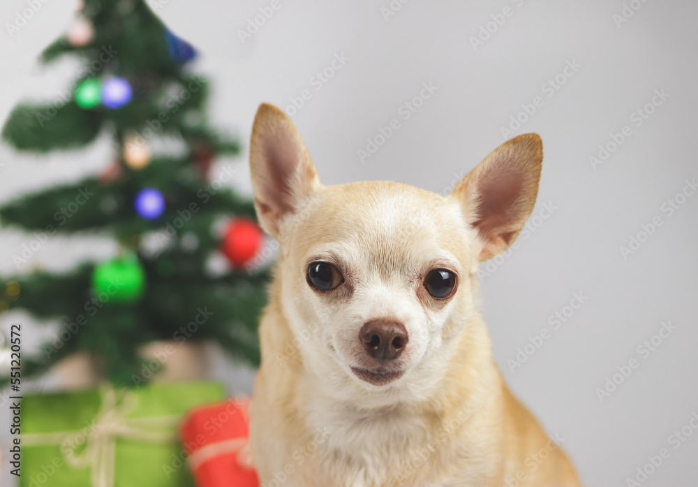 brown short hair chihuahua dog wearing sunglasses and headphones around neck sitting on white background with Christmas tree and red and green gift box.