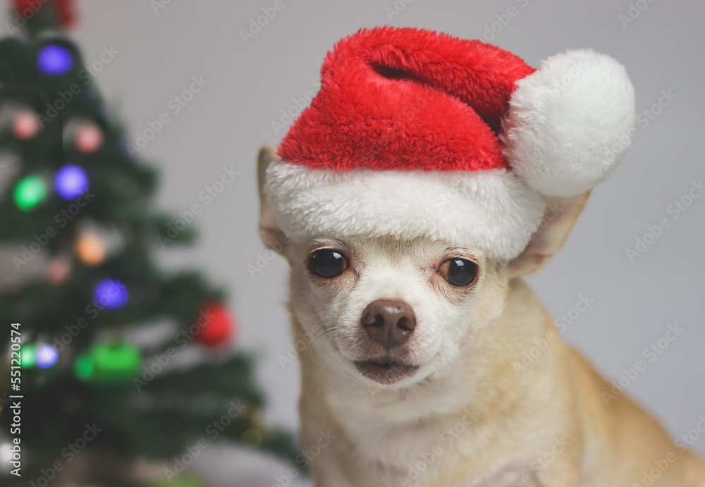 brown short hair chihuahua dog wearing red Santa Christmas hat  sitting on white background with Christmas tree and red and green gift box.
