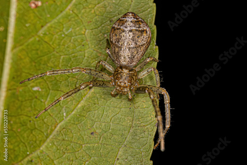 Adult Octopus Crab Spider photo