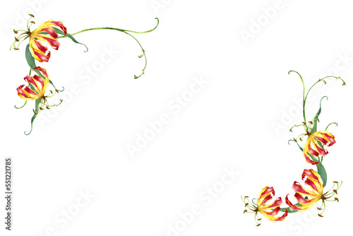 グロリオサの花のフレーム　水彩イラスト photo