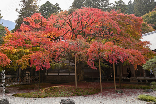 雷山千如寺大悲王院の大カエデ photo