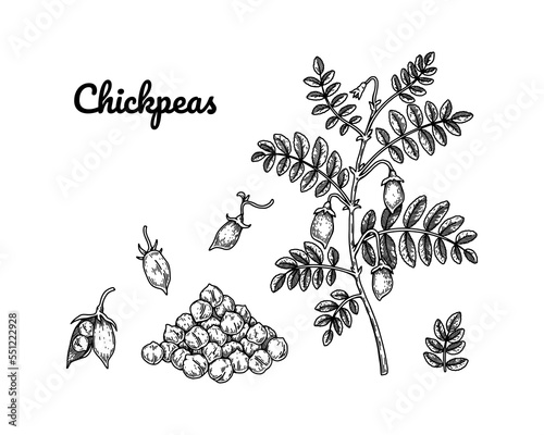 Set of chickpeas design elements. Hand drawn botany collection. Vector illustration in sketch stile