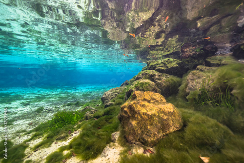 Underwater scenery in Three Sisters Springs, Crystal River, Florida, United States