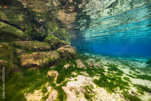 Underwater scenery in Three Sisters Springs, Crystal River, Florida, United States