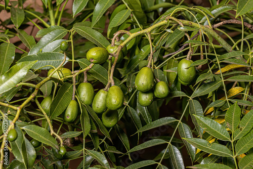 Ambarella Fruiting Tree photo