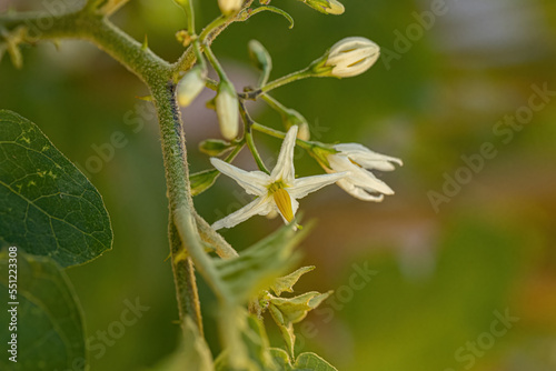 flowering plant known as jurubeba photo