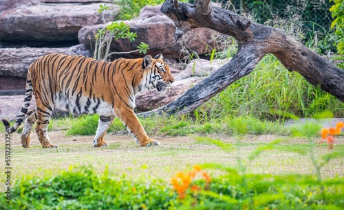 Photos Closeup shot of a Bengal tiger walking in an animal sanctuary and moaning