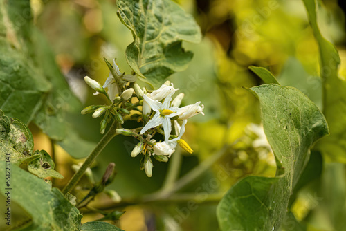 flowering plant known as jurubeba photo