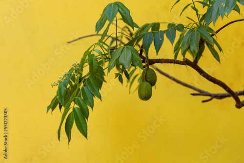 Ambarella Fruiting Tree photo