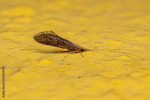 Adult Spiral Caddisfly Insect photo