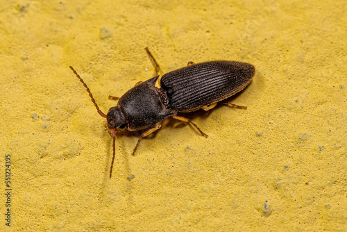 Adult Click Beetle photo