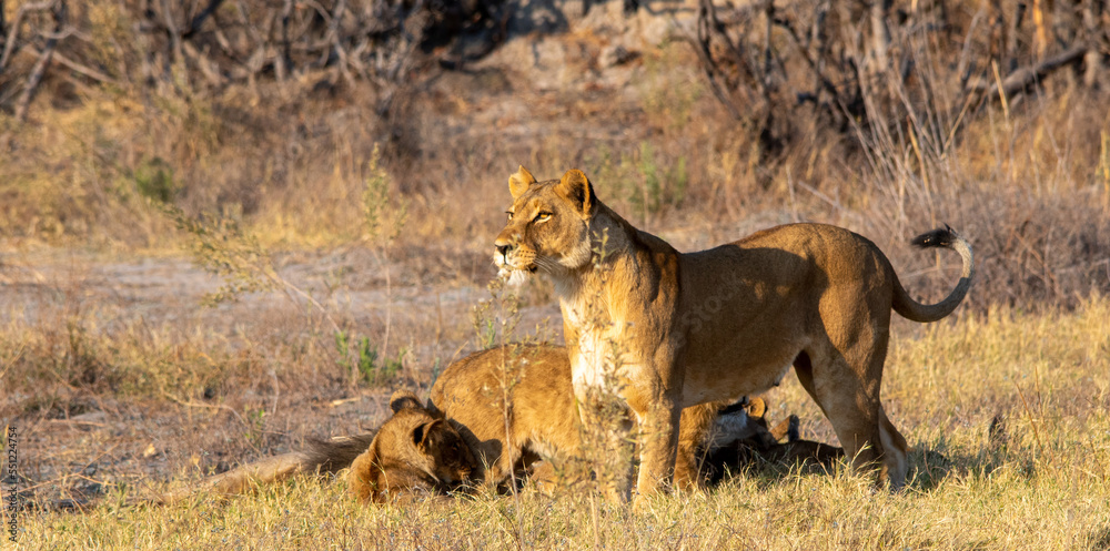African lioness watching over her family spots movement on the African savannah African lioness watching over her family spots movement on the African savannah