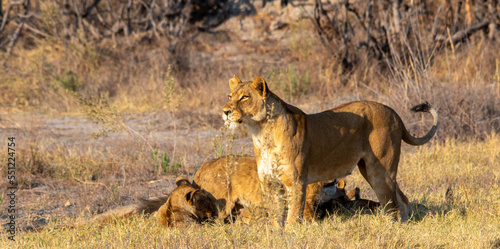 African lioness watching over her family spots movement on the African savannah