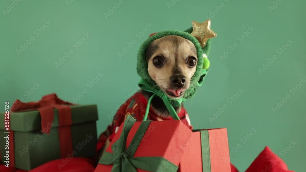 dog looking for a Christmas present in a gift box, licks, food for pet