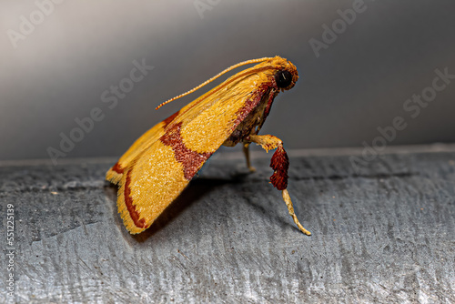 Adult Scaly-legged Pyralid Moth photo