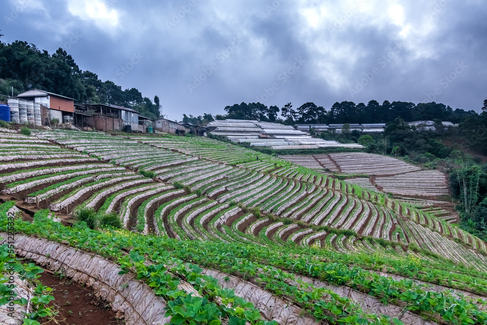 Landscape of Strawberry garden with sunrise at Doi Ang Khang , Chiang Mai, Thailand.