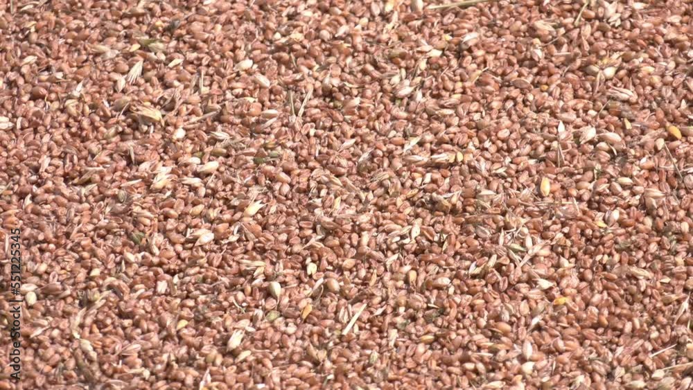 Processed organic dry wheat seeds. Grains of wheat close-up Processed organic dry wheat seeds. Grains of wheat close-up