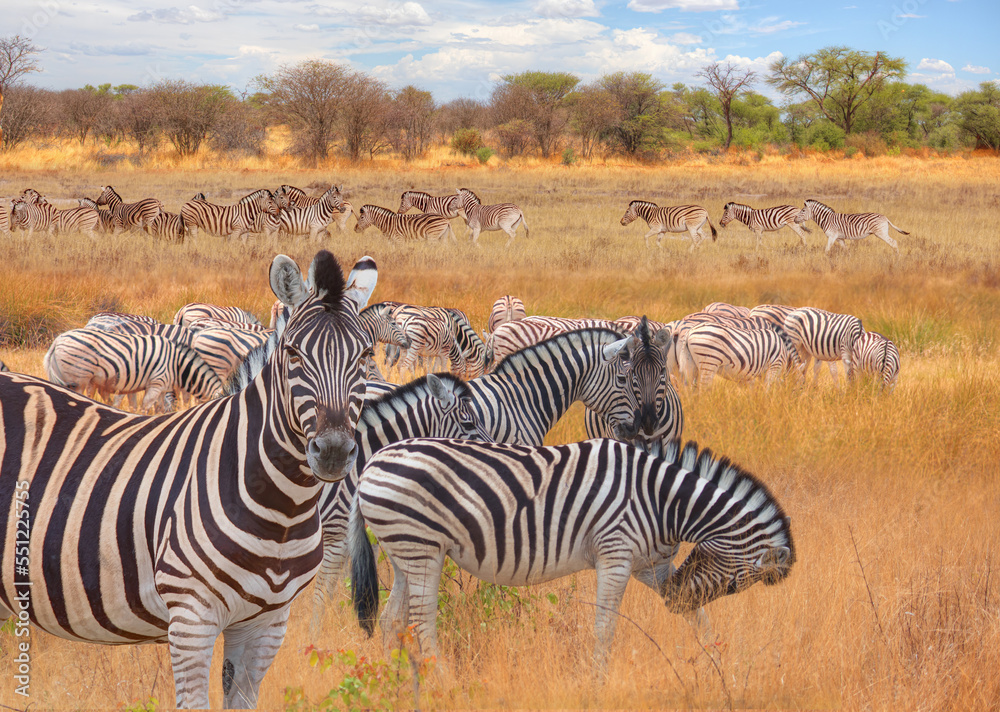 Obraz premium Herd of zebras in yellow grass - Etosha park, Namibia