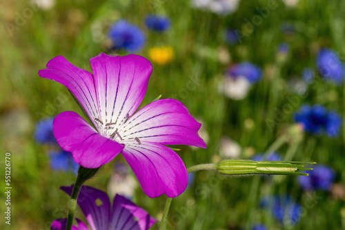 Beautiful corncockle with petals of purple gradation photo