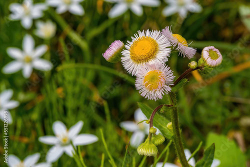 Annual fleabane among grass lilies