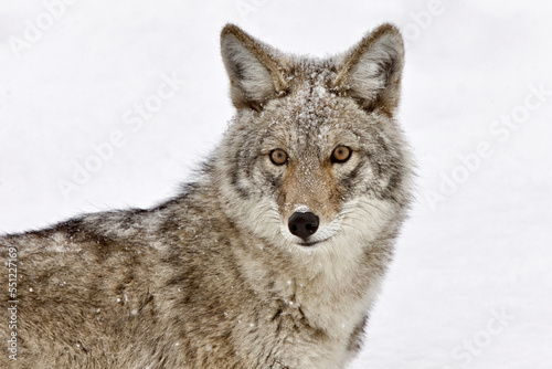 Canvas Print Yellowstone Park Wyoming Winter Snow coyote