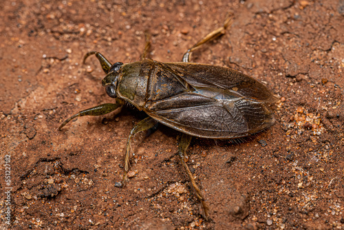 Adult Giant Water Bug photo