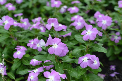 purple flowers in the garden