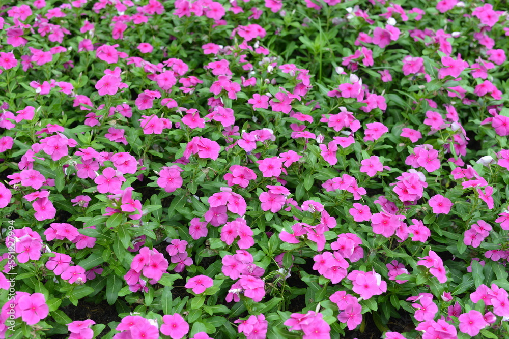 Naklejka premium field of pink tulips