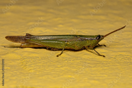 Adult Spurthroat Toothpick Grasshopper photo