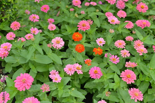 flowers in the garden